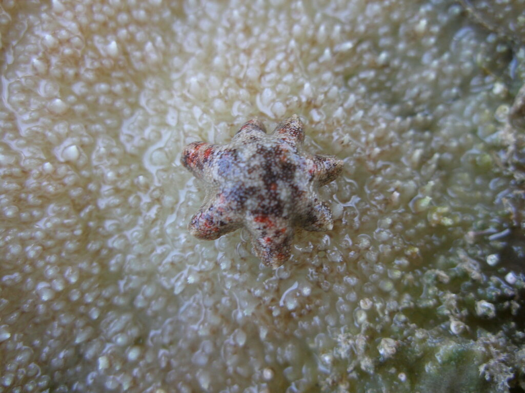 Aquilonastra burtoni