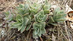 Hylotelephium telephioides