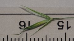 Bromus berteroanus