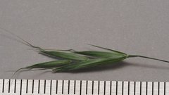 Bromus berteroanus