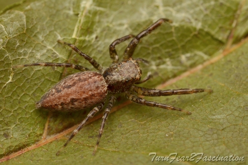 Helpis occidentalis