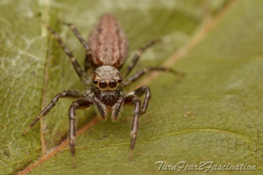Helpis occidentalis