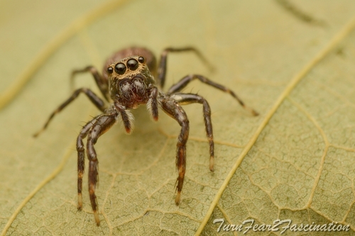 Helpis occidentalis