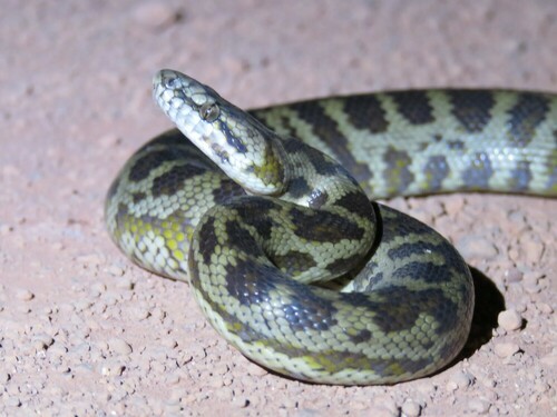 Spotted Python sighting