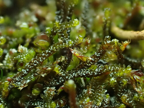 Anastrophyllum assimile