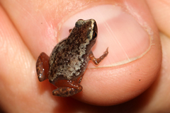 Carvalho's Silent Frog photo 1