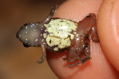 Carvalho's Silent Frog photo 4
