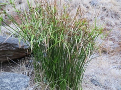 Cyperus vaginatus