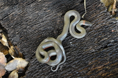 Diadophis punctatus vandenburgii