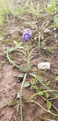Muscari neglectum