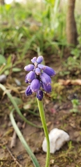 Muscari neglectum