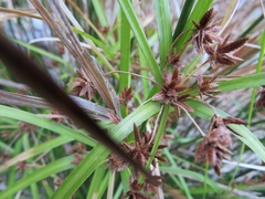 Cyperus vaginatus