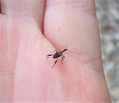 Stephanorhynchus lawsoni