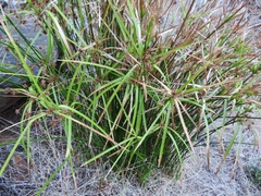 Cyperus vaginatus