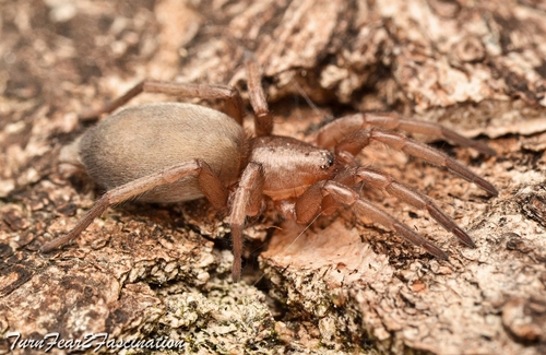 Mouse spider