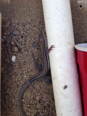 Aspidoscelis hyperythrus beldingi