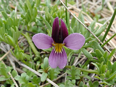 Viola beckwithii