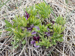 Viola beckwithii