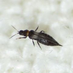 Heterothrips pectinifer