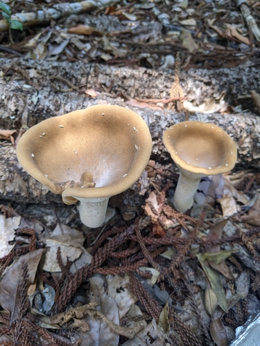 Pleurotus tuber-regium