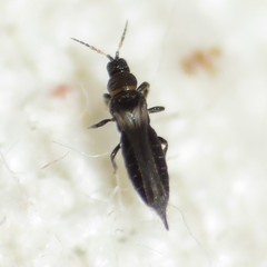 Heterothrips pectinifer