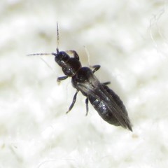 Heterothrips pectinifer