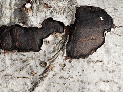 Biscogniauxia mediterranea