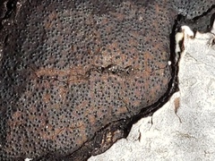 Biscogniauxia mediterranea