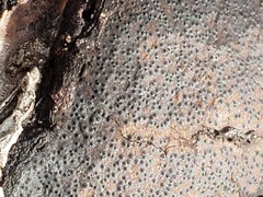 Biscogniauxia mediterranea