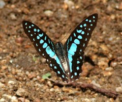 Graphium doson evemonides