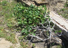 Malva assurgentiflora