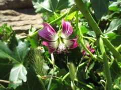 Malva assurgentiflora