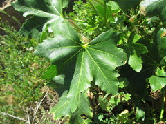 Malva assurgentiflora