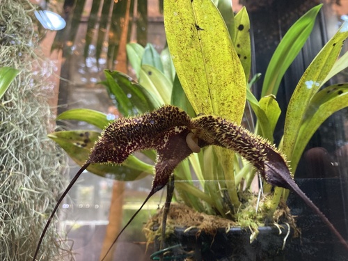 Dracula anthracina Luer & R.Escobar