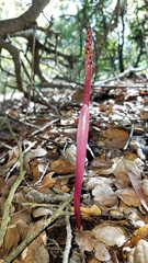 Corallorhiza maculata