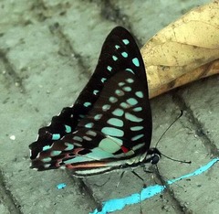 Graphium doson evemonides