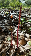 Corallorhiza maculata