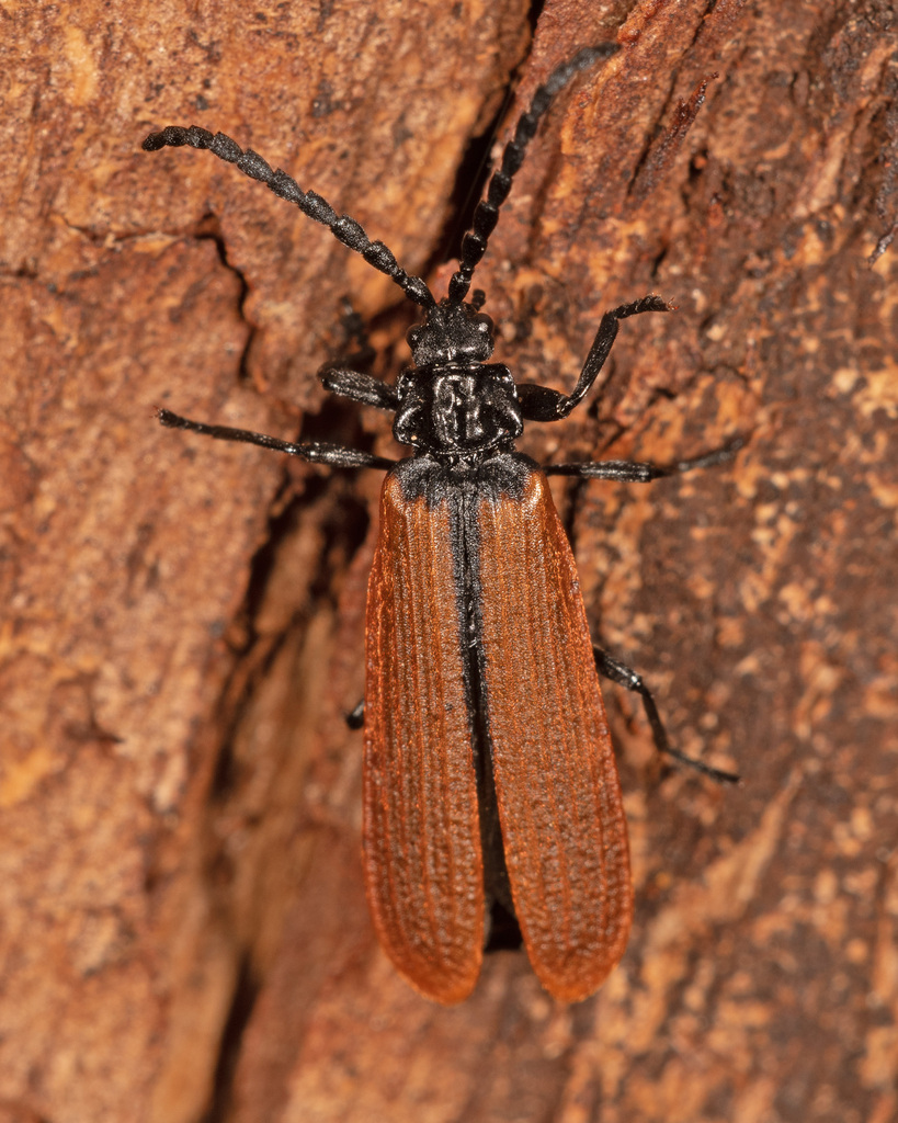 Calochromus