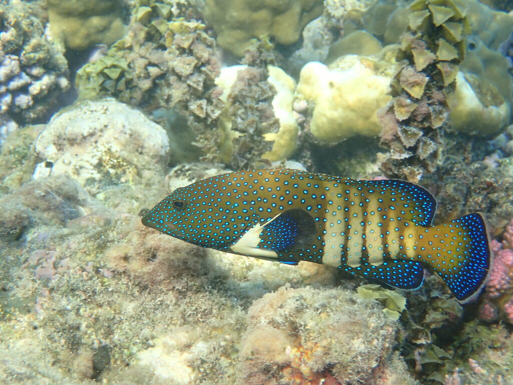 Peacock Grouper