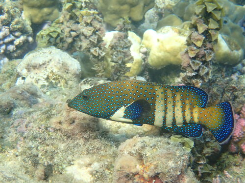 Peacock Grouper