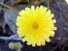 Malacothrix glabrata