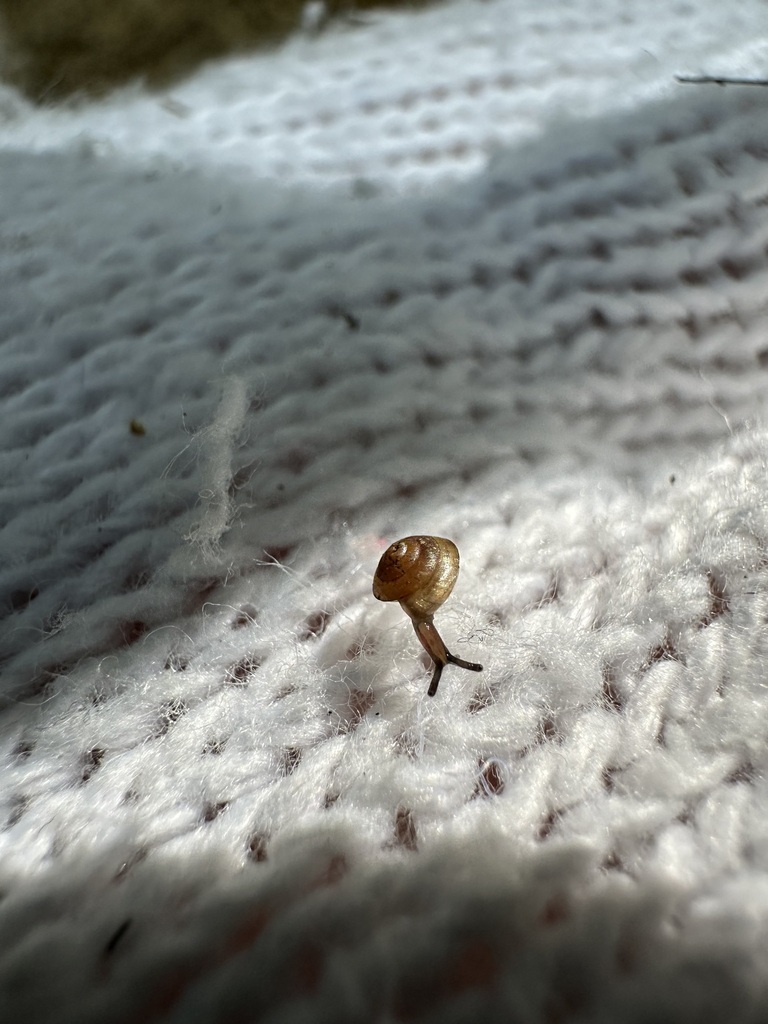 Trochochlamys subcrenulata