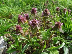 Lamium purpureum