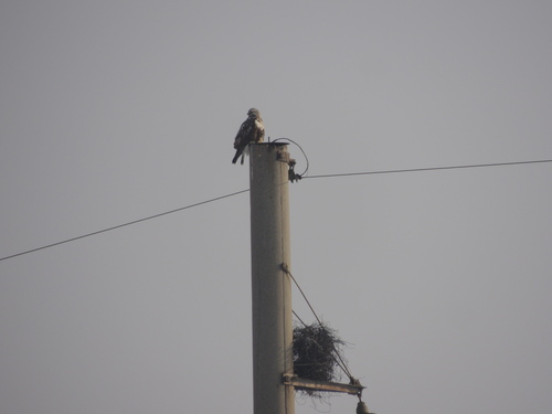 Rough-legged Hawk