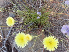 Malacothrix glabrata