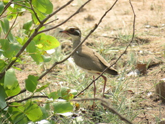 Bronze-Winged Courser photo 4
