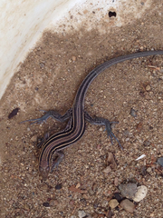 Aspidoscelis hyperythrus beldingi