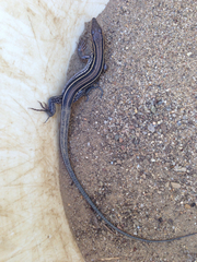 Aspidoscelis hyperythrus beldingi