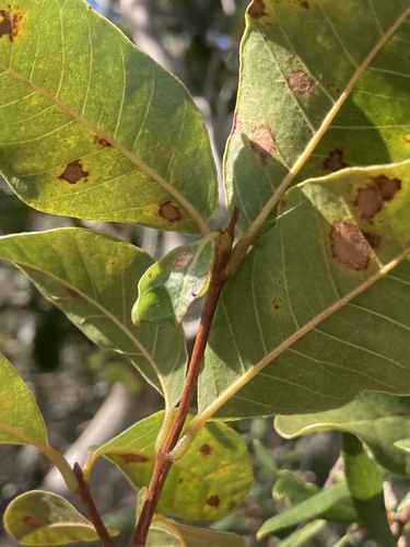 Pisonia rotundata, photograph 2