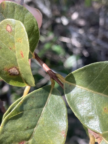 Pisonia rotundata, photograph 3
